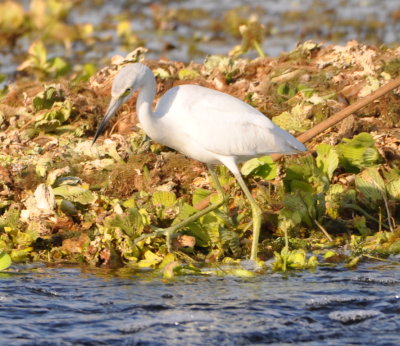Immature Little Blue Heron