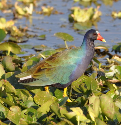 Purple Gallinule