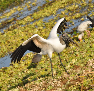 A Wood Stork flew in to join the other birds
