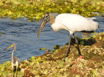 Tri-colored Heron and Wood Stork
