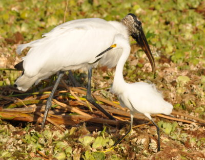 Wood Stork and Snowy Egret