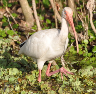 White Ibis