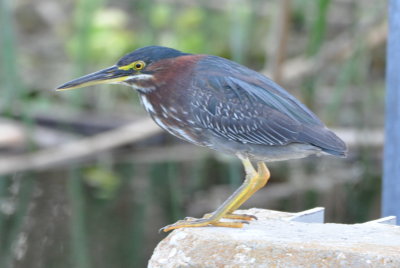 Green Heron
