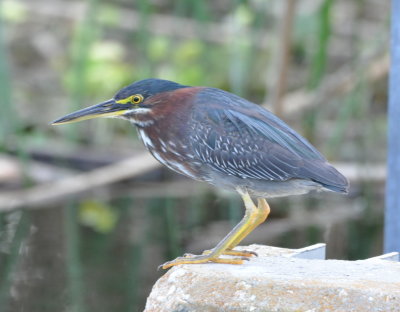 Green Heron