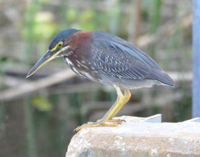 Green Heron