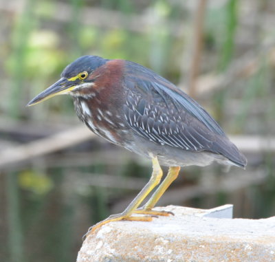 Green Heron