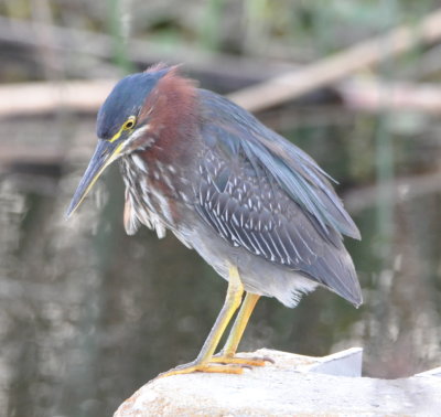 Green Heron