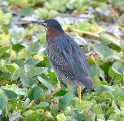 Green Heron