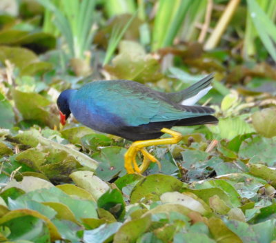 Purple Gallinule