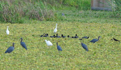 Little Blue Herons and American Coots