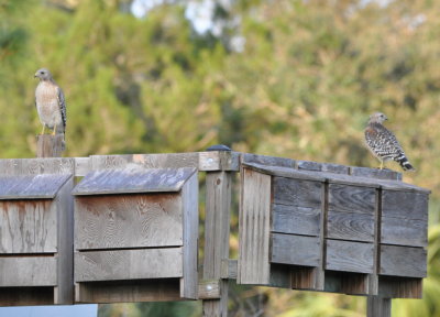 Two more Red-shouldered Hawks
on bat boxes near the entrance to Orlando Wetlands
as we were leaving