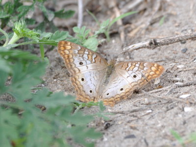 White Peacock Butterfly
FRIDAY morning, after Little-Big Econ State Forest,
we went to a nearby boat ramp.