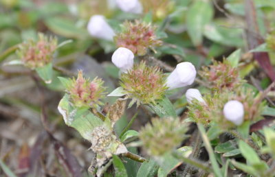 Wild flowers at boat ramp