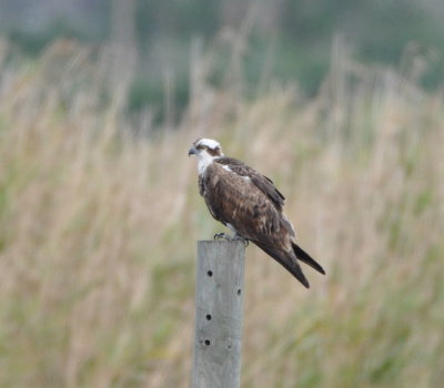 Osprey near the bridge and across the road from the boat ramp