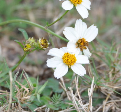 Wildflowers near the boat ramp