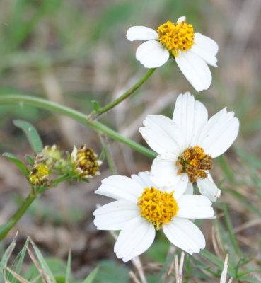 Wildflowers