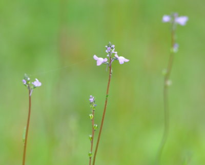 More wildflowers