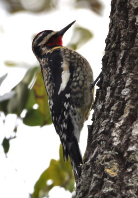 Yellow-bellied Sapsucker
Merritt Island NWR Visitor Center