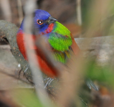 Painted Bunting
below a feeder at the Merritt Island NWR Visitor Center
