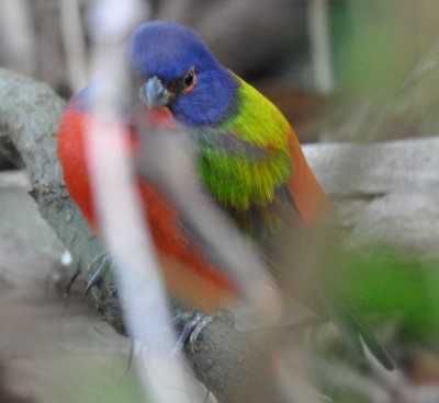 Male Painted Bunting