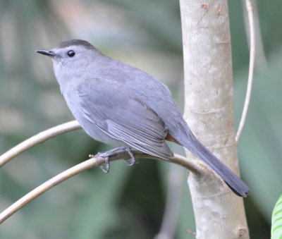 Gray Catbird