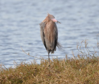 Reddish Egret
Black Point Drive