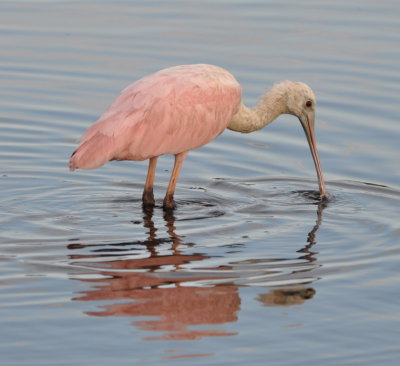 Roseate Spoonbill
Black Point Drive