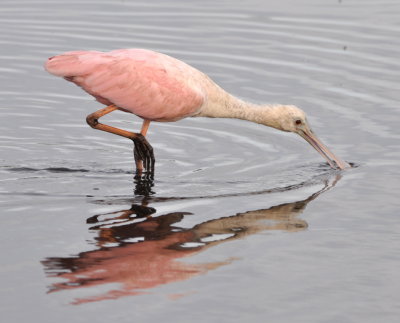 Roseate Spoonbill