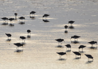 Dunlin with decurved bills
Black Point Drive