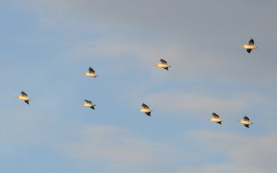 American White Pelicans
flying over Black Point Drive