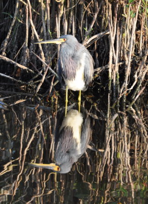 Tri-colored Heron