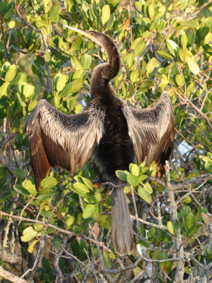 Anhinga
