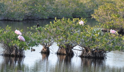 Roseate Spoonbills, American Coot and Anhinga