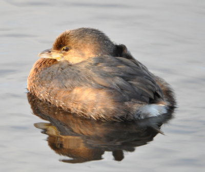 Pied-billed Grebe