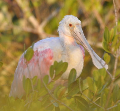 Roseate Spoonbill