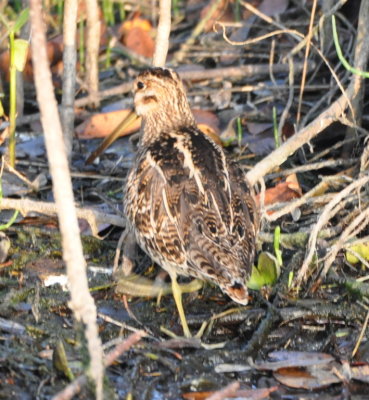 Wilson's Snipe