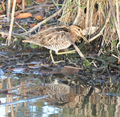 Wilson's Snipe