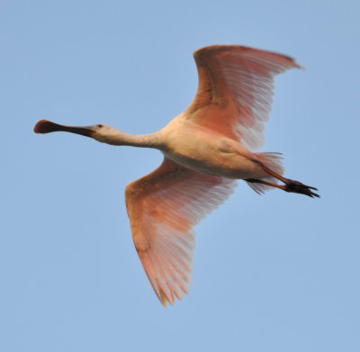 Roseate Spoonbill
flying over Black Point Drive