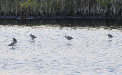 Black-bellied Plovers and Willet