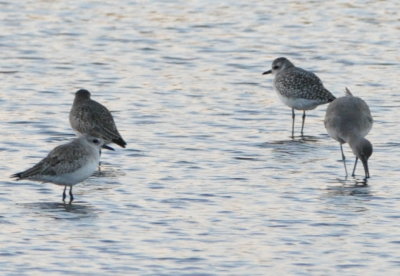 Black-bellied Plovers and Willet
Black Point Drive
