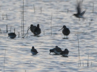 Long-billed Dowitchers and Dunlin