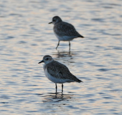Black-bellied Plovers