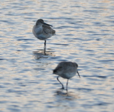 Willets