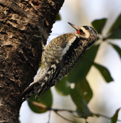 Yellow-bellied Sapsucker
Little Big Econ State Forest