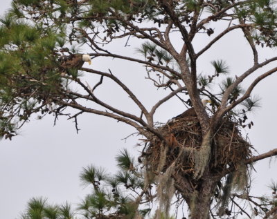 Two adult Bald Eagles at a nest
Little Big Econ State Forest, FL