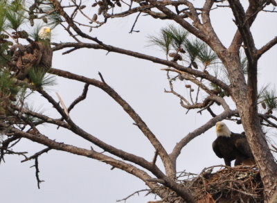 Bald Eagles