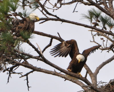 Bald Eagles
