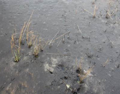Footprints in the mud
Black Point Drive