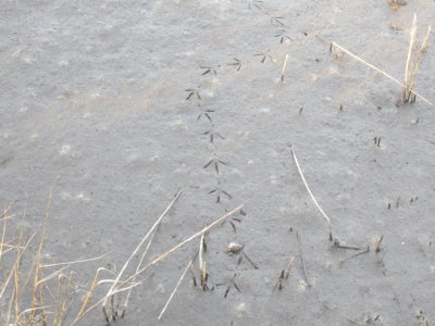 Bird tracks
Black Point Drive