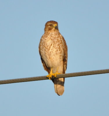 Immature Red-shouldered Hawk
SATURDAY morning we joined a field trip to Blue Heron Drive.